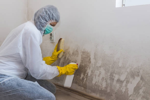 Best Industrial Mold Remediation in Vinton, LA