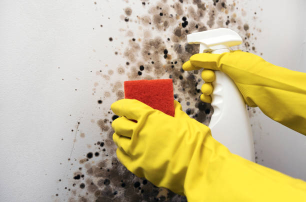 Best Bathroom Mold Remediation in Vinton, LA